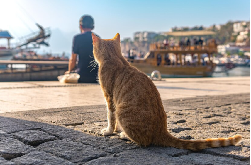 Istanbul's Friendly Street Cats 