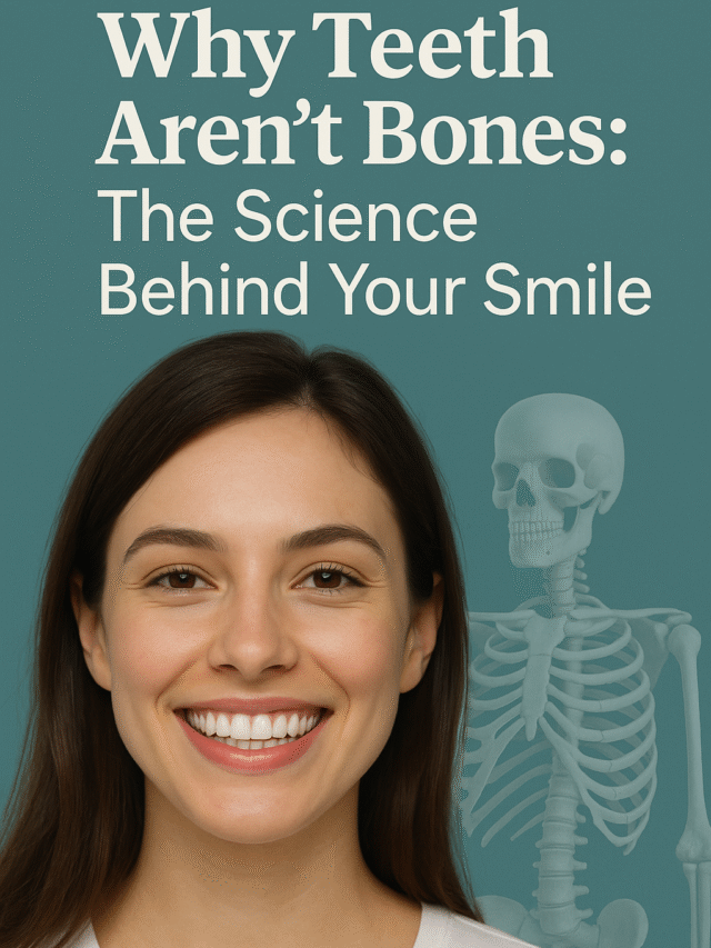 Why Teeth Aren’t Bones: The Science Behind Your Smile
